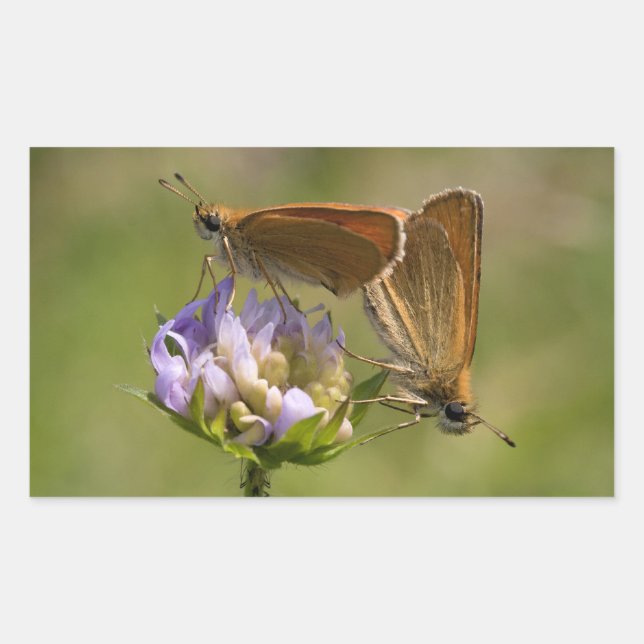 Thymelicus lineola rectangular sticker (Front)
