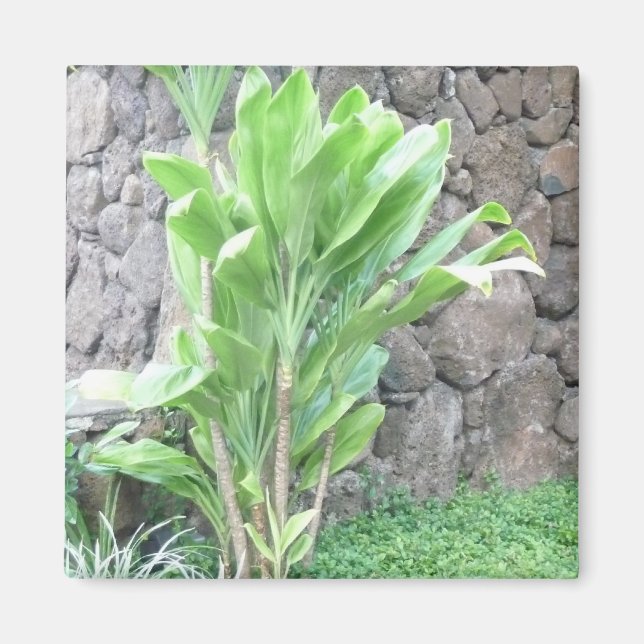 Ti leaf plant magnet (Front)