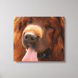 Tibetan Mastiff Canvas Print