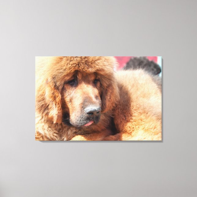 Tibetan Mastiff Canvas Print (Front)