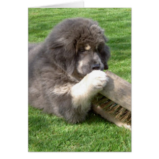 Tibetan Mastiff Jampo with broom