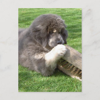 Tibetan Mastiff Jampo with broom Postcard