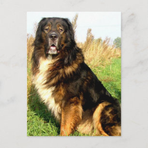 Tibetan Mastiff Postcard