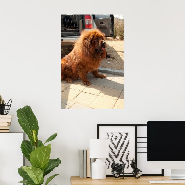 Tibetan Mastiff pup Poster (Home Office)
