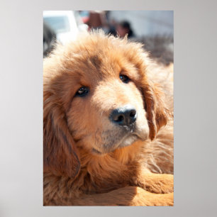 Tibetan Mastiff pup Poster