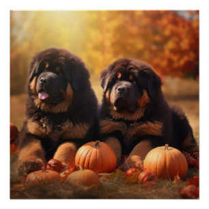 Tibetan Mastiff Puppy Autumn Delight Pumpkin Poster