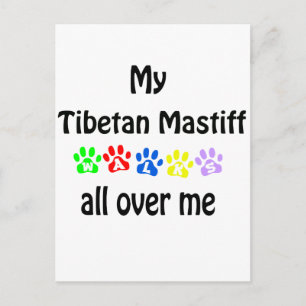 Tibetan Mastiff Walks Design Postcard