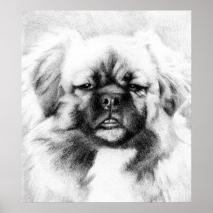 Tibetan Spaniel Dog Potrait Poster