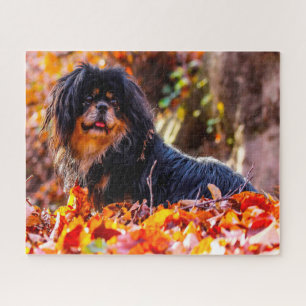 Tibetan Spaniel Dogs Jigsaws. Jigsaw Puzzle