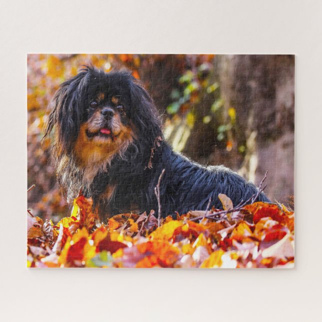 Tibetan Spaniel Dogs Jigsaws. Jigsaw Puzzle (Horizontal)