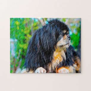 Tibetan Spaniel Dogs Jigsaws. Jigsaw Puzzle