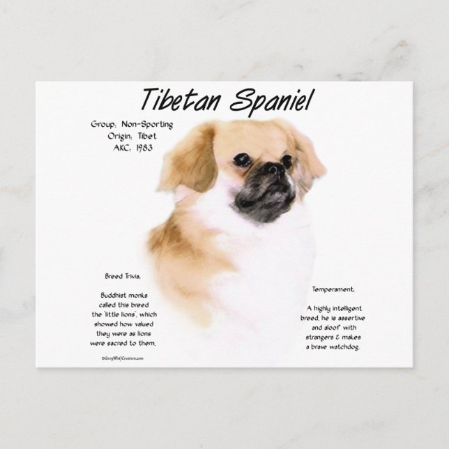 Tibetan Spaniel History Design Postcard (Front)
