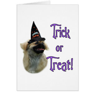 Tibetan Spaniel Trick