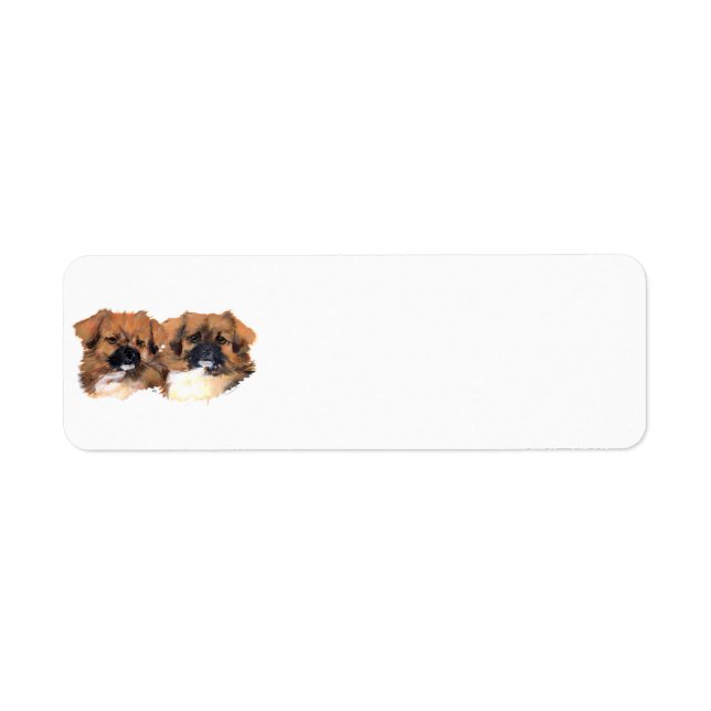 Tibetan Spaniels Head Study (Front)