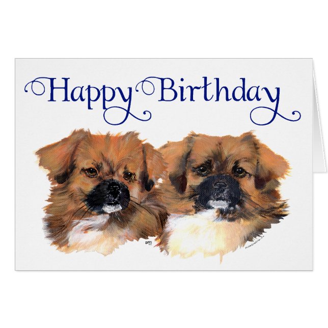 Tibetan Spaniels Head Study (Front Horizontal)