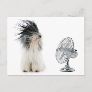 Tibetan terrier and his fan postcard
