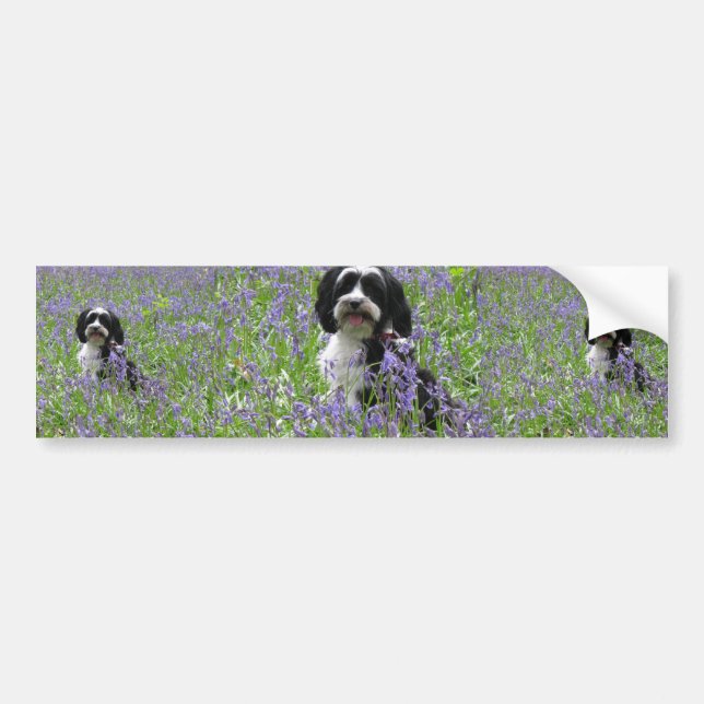 Tibetan Terrier Bumper Sticker (Front)