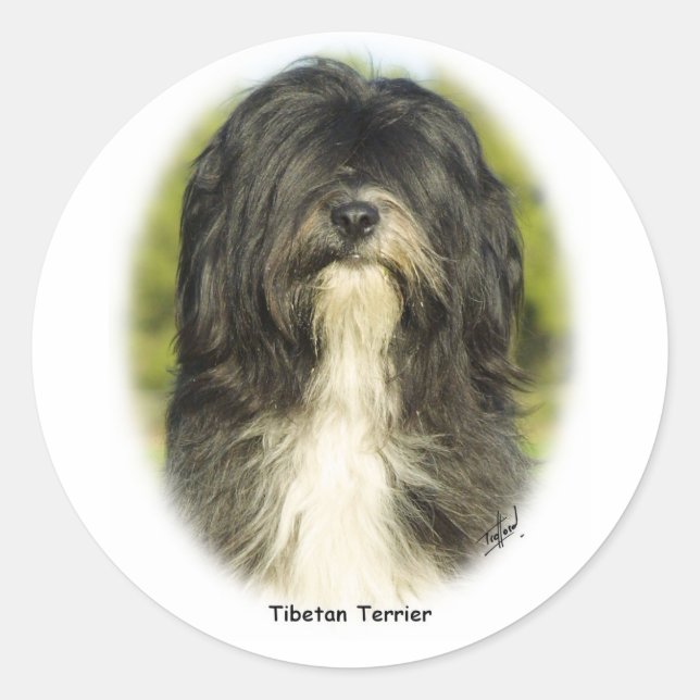 Tibetan Terrier Classic Round Sticker (Front)