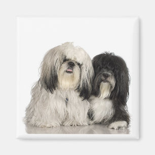 Tibetan Terrier Magnet