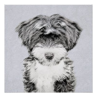 Tibetan Terrier Painting - Cute Original Dog Art