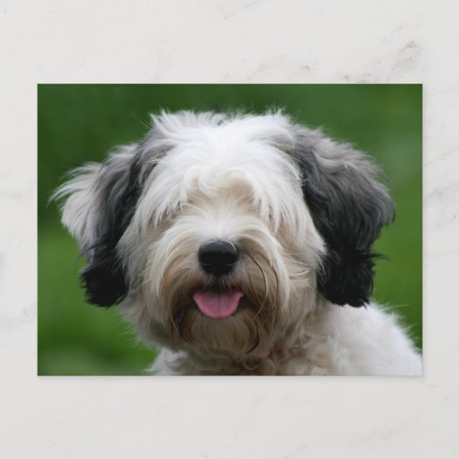 tibetan terrier postcard (Front)