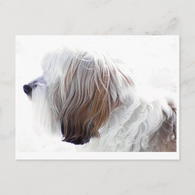 Tibetan Terrier Postcard (Front)