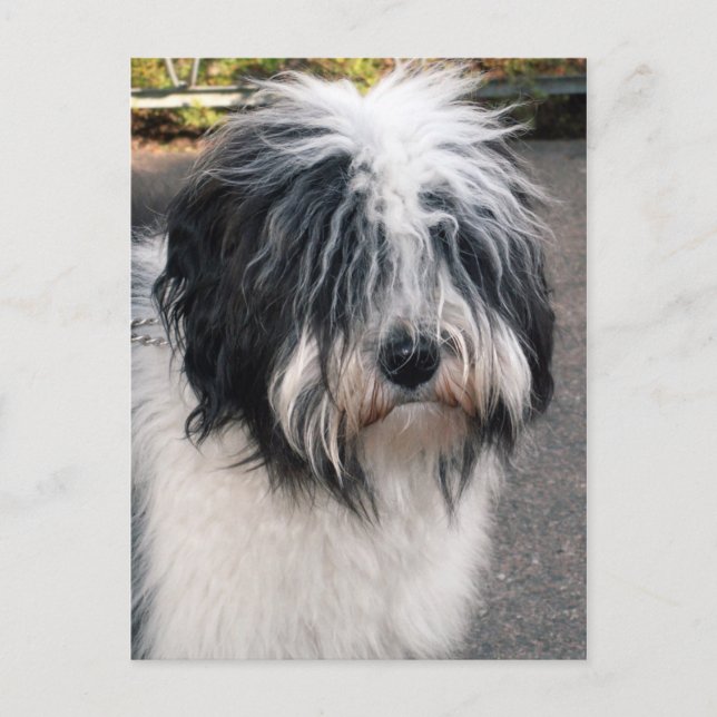 Tibetan Terrier Postcard (Front)