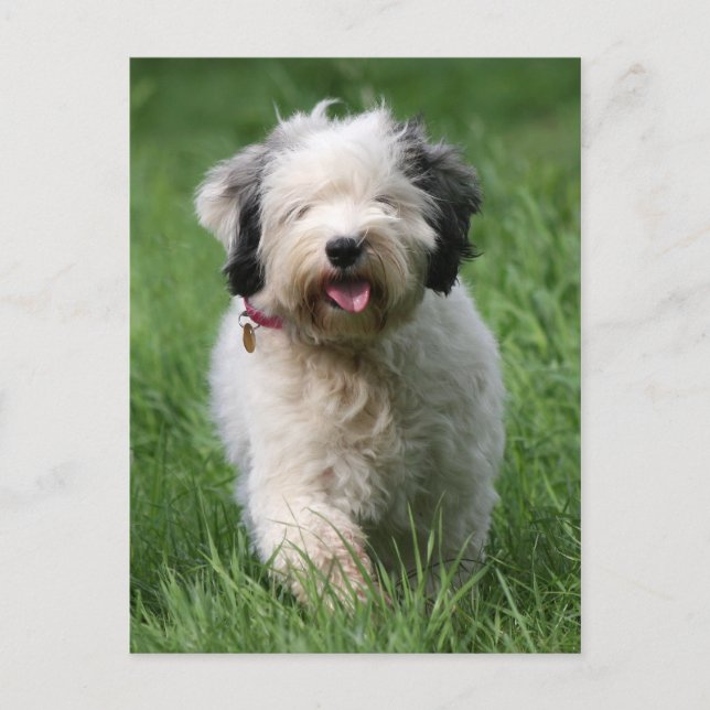 tibetan terrier pup postcard (Front)
