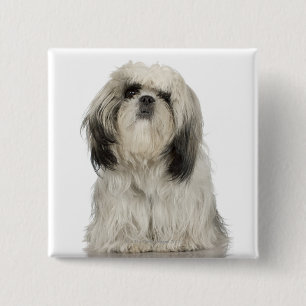 Tibetan Terrier Puppy 15 Cm Square Badge