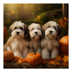 Tibetan Terrier Puppy Autumn Delight Pumpkin Poster