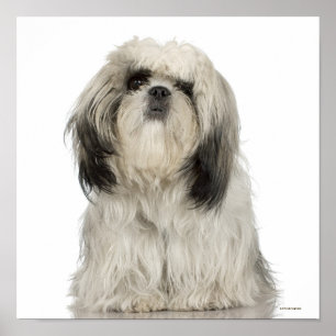 Tibetan Terrier Puppy Poster