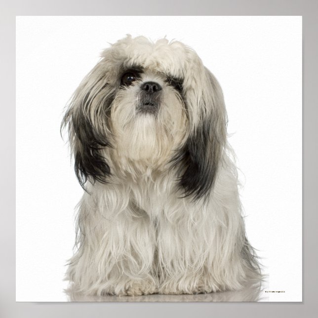 Tibetan Terrier Puppy Poster (Front)