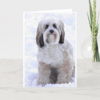 Tibetan Terrier Sable and White Card