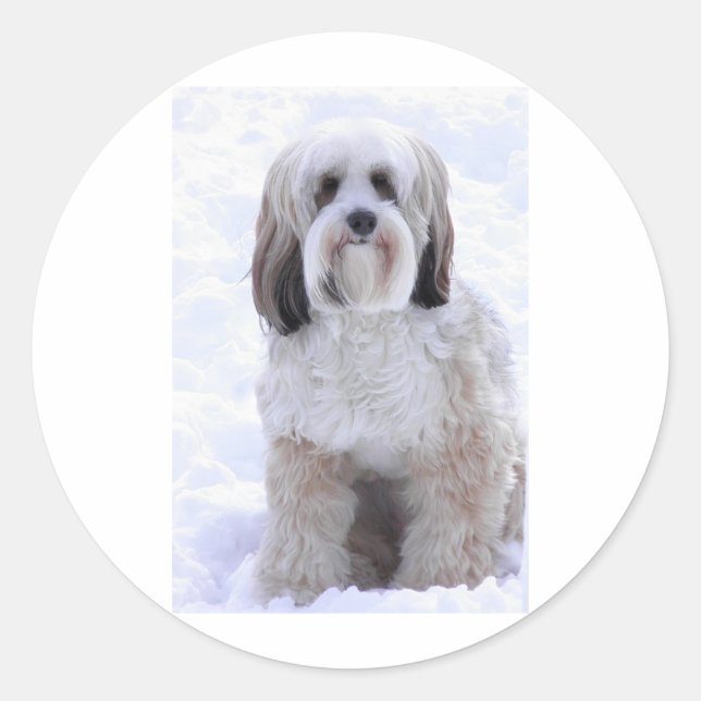 Tibetan Terrier Sable and White Classic Round Sticker (Front)