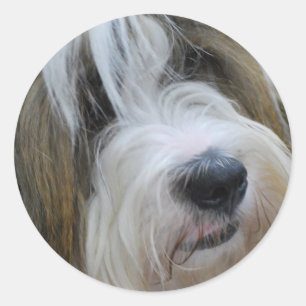 Tibetan Terrier Stickers