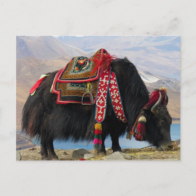 Tibetan Yak Postcard (Front)