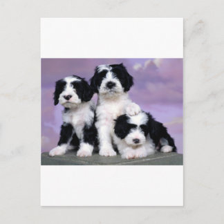 Tibetern terriers postcard