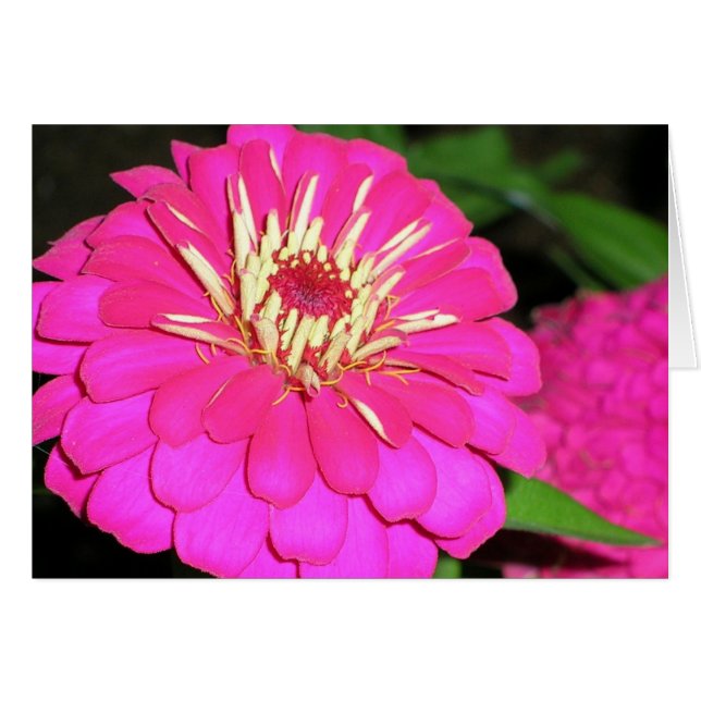 tickled pink (Front Horizontal)