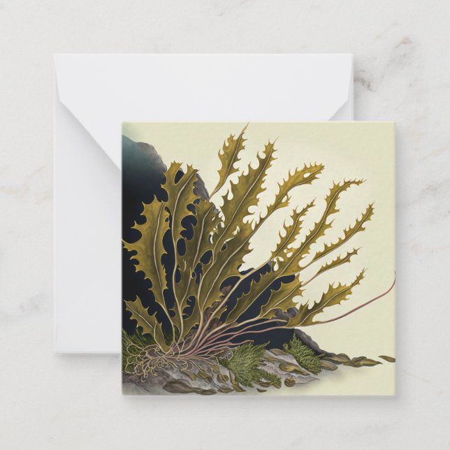 Tidal Fronds Card (Front)