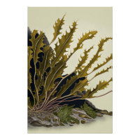 Tidal Fronds