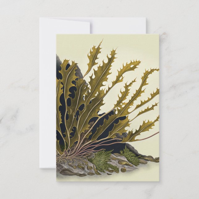 Tidal Fronds Thank You Card (Front)