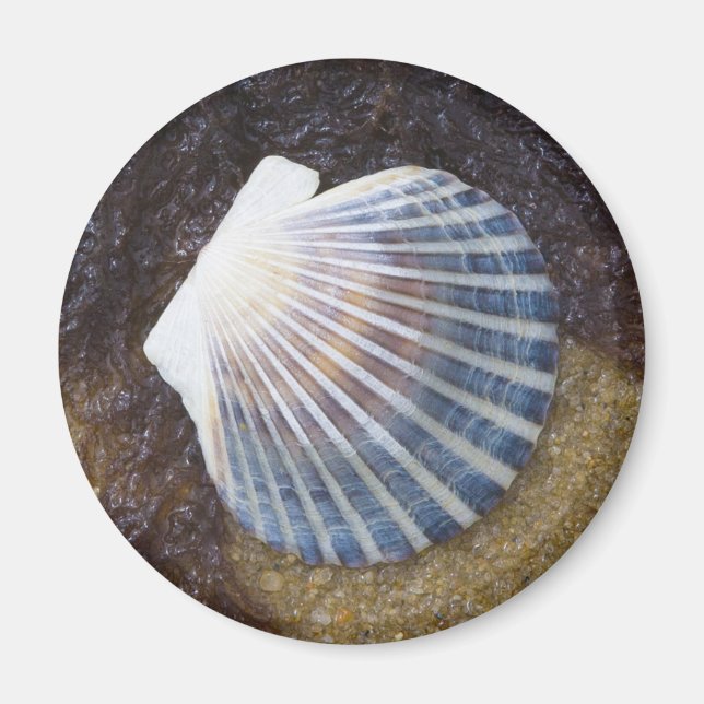 Tidal Pool Magnet (Front)