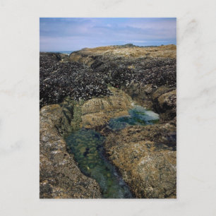 Tide Pools at Bob Creek, OR Postcard