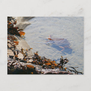 Tidepool at Sand Beach Postcard