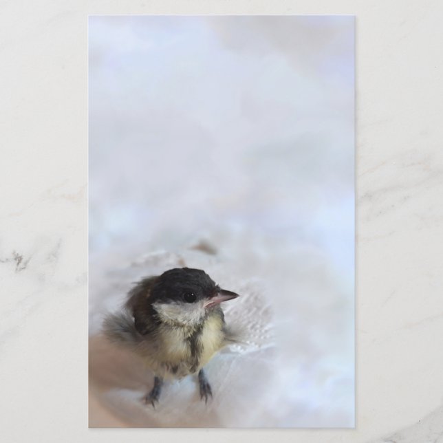 Tidi my Bird the Parus Major (Front)