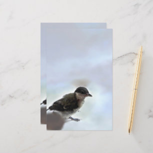Tidi my Bird the Parus Major
