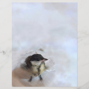 Tidi my Bird the Parus Major