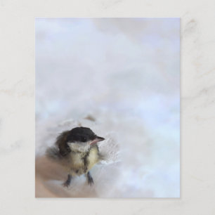 Tidi my Bird the Parus Major