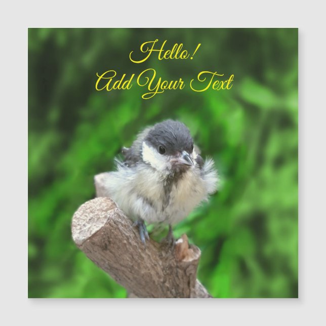 Tidi my Bird the Parus Major (Front)
