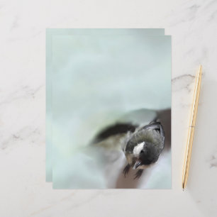 Tidi my Bird the Parus Major